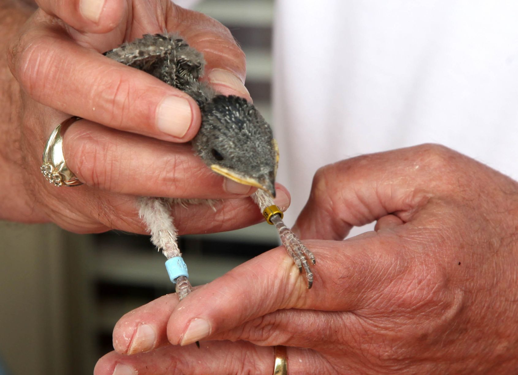 Purple martin banding